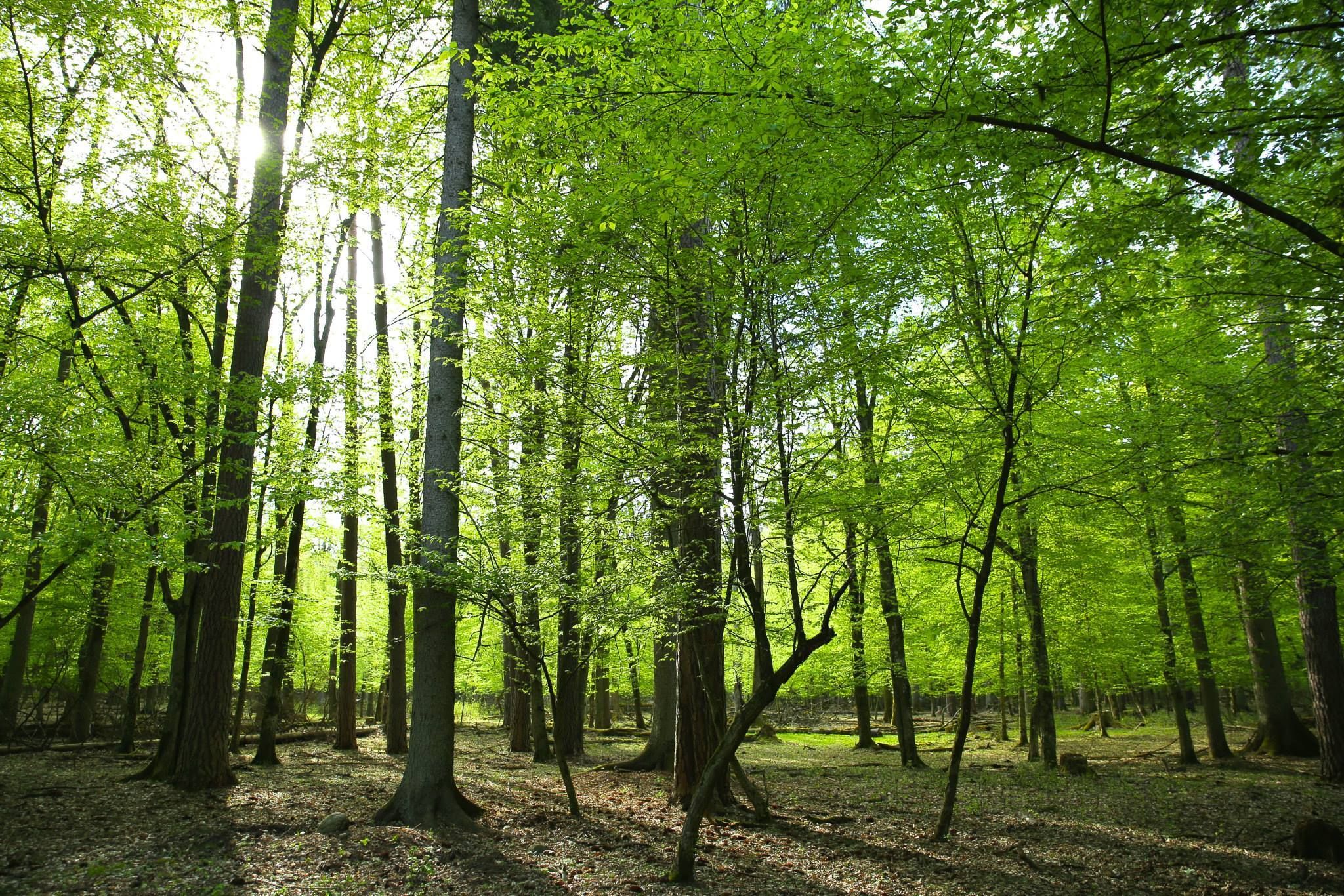 Полесье — уникальный природный комплекс для развития экотуризма. 
