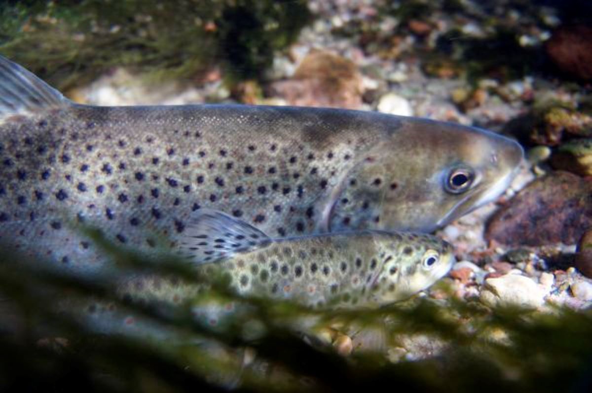 A spawning pair of brown trout at the nest