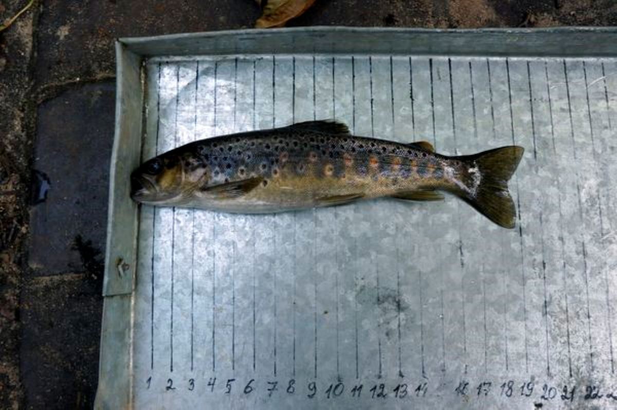 Measuring brook trout length