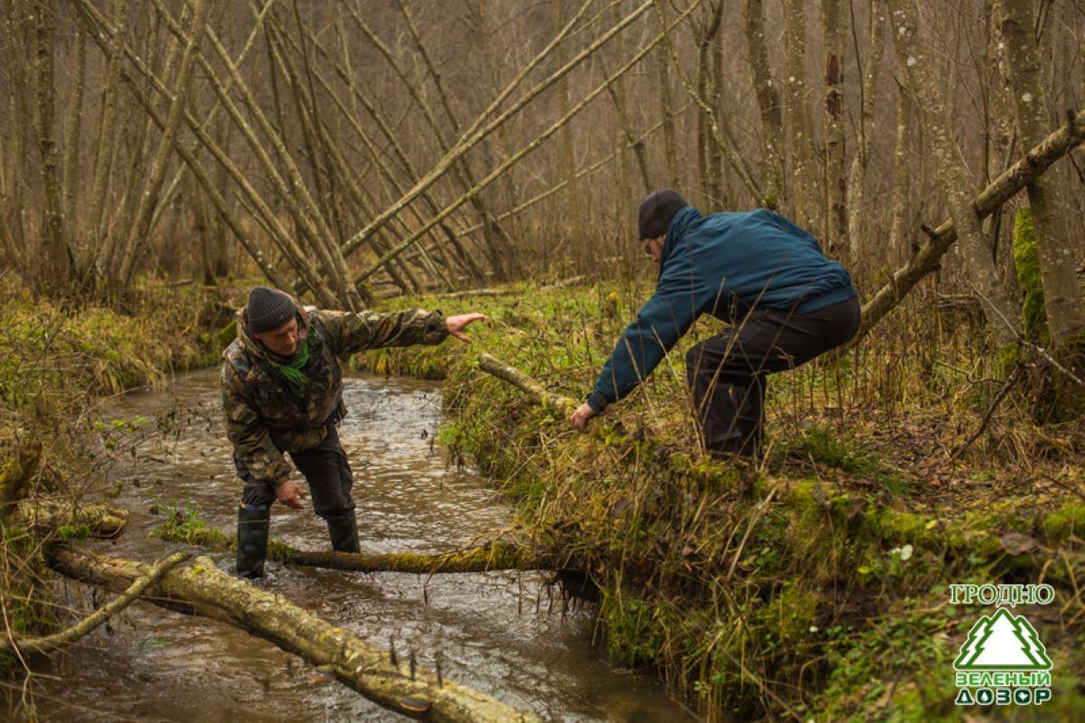 Volunteers are clearing the way for the fish